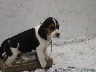 Beagle dogs for sale: Scippy - Ad 2