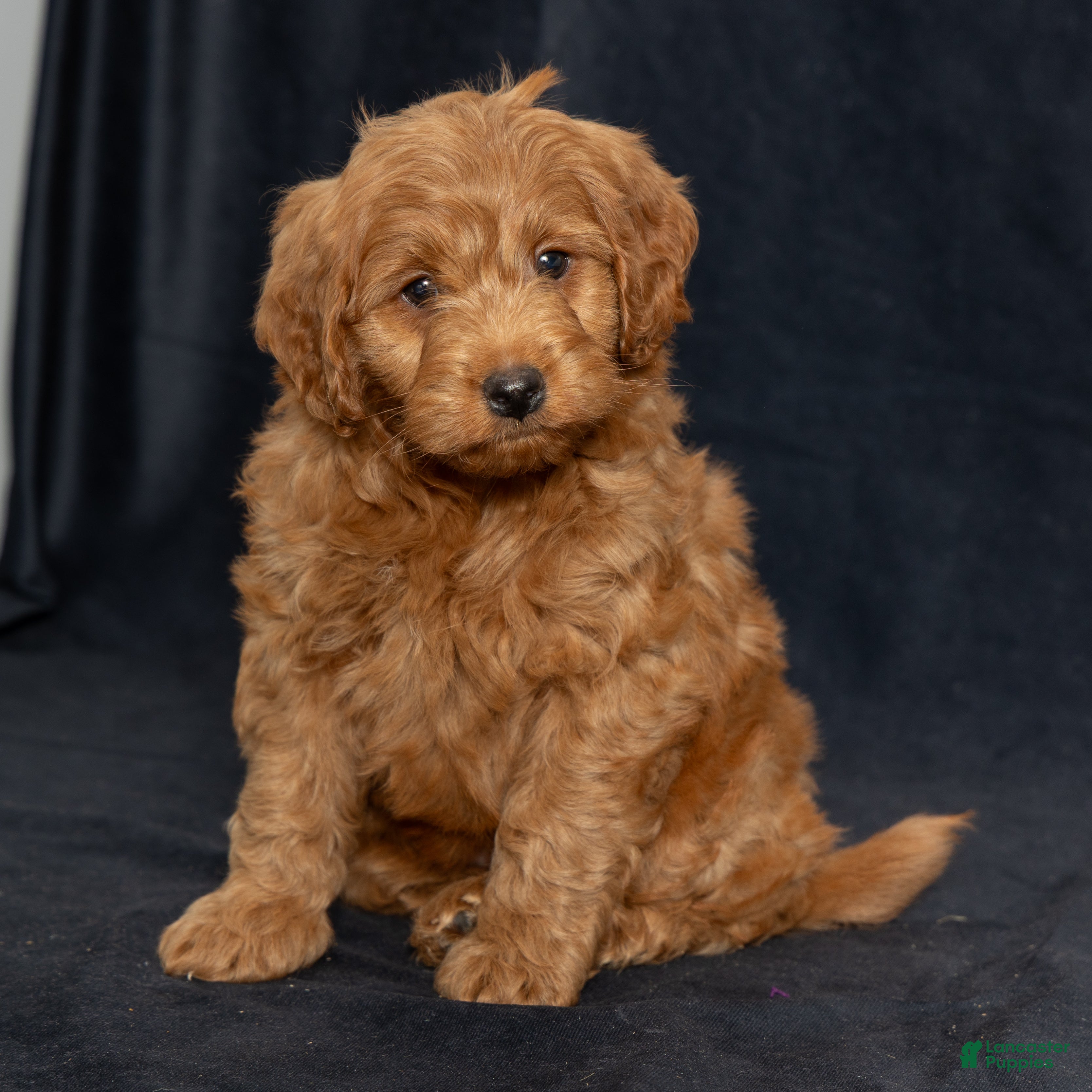Mini Goldendoodle dogs Noah - Ad 3