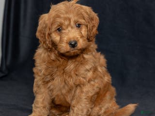 Mini Goldendoodle dogs Noah - Ad 3