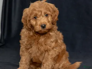 Mini Goldendoodle dogs Noah - Ad 2
