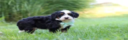 Mini Bernedoodle dogs for sale: Pez - Ad 5