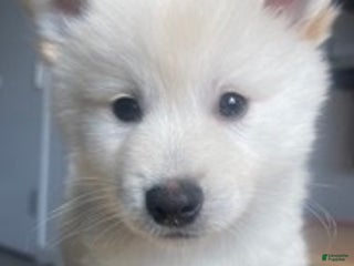 Alaskan Klee Kai dogs - Ad 2