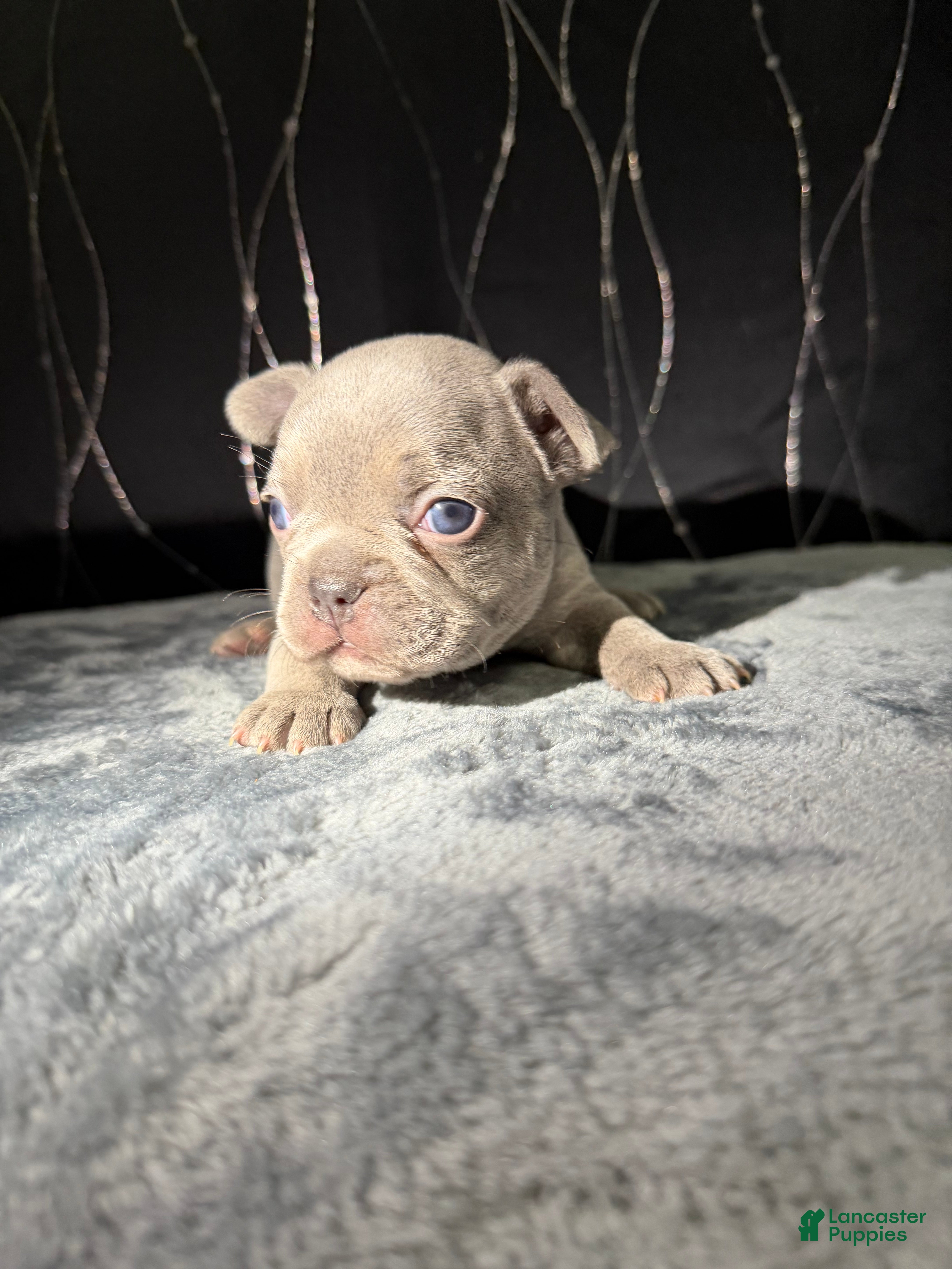 French Bulldog dogs PHILLY  - Ad 9