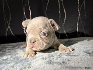 French Bulldog dogs PHILLY - Ad 31