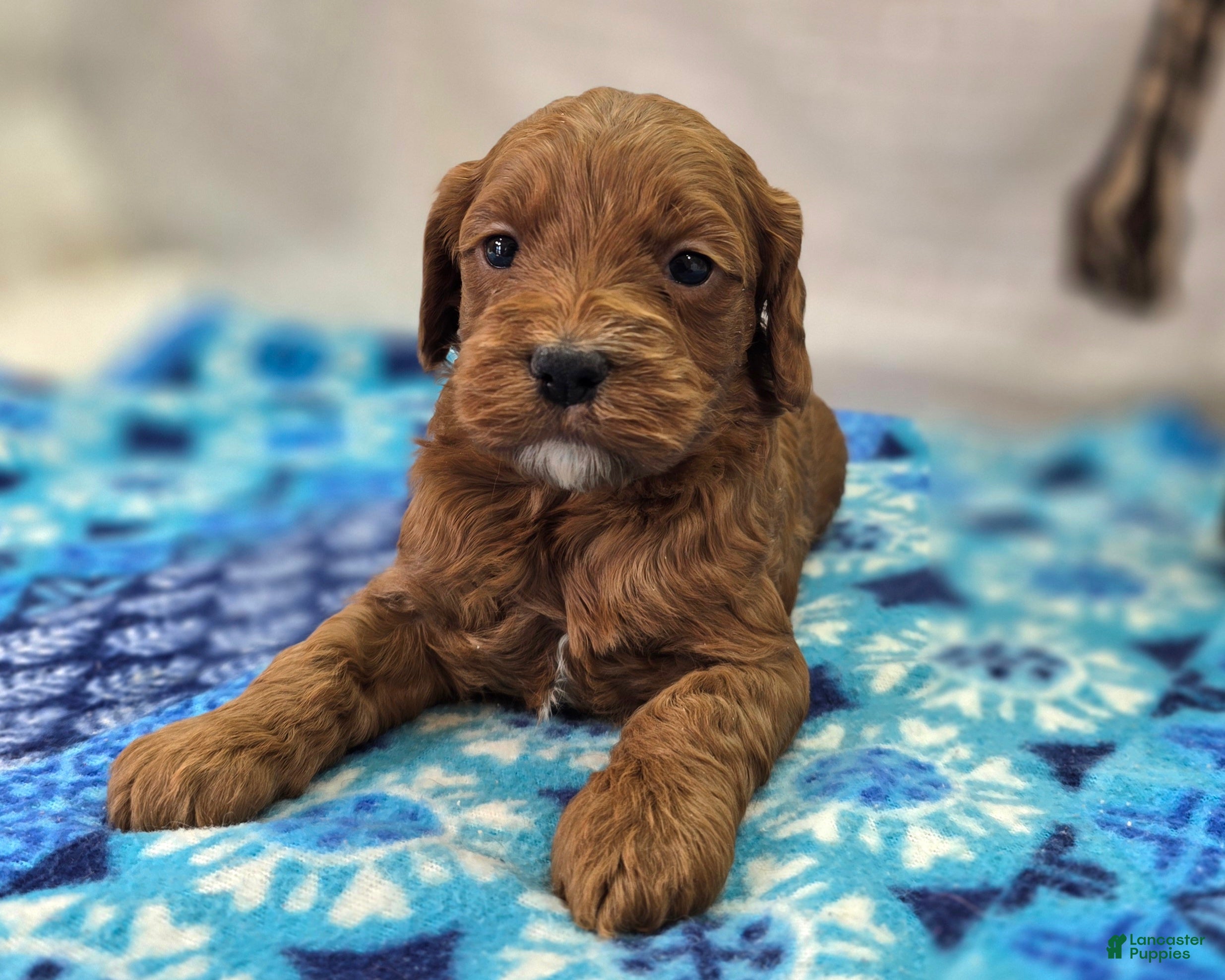 Cockapoo dogs Halo - Ad 19