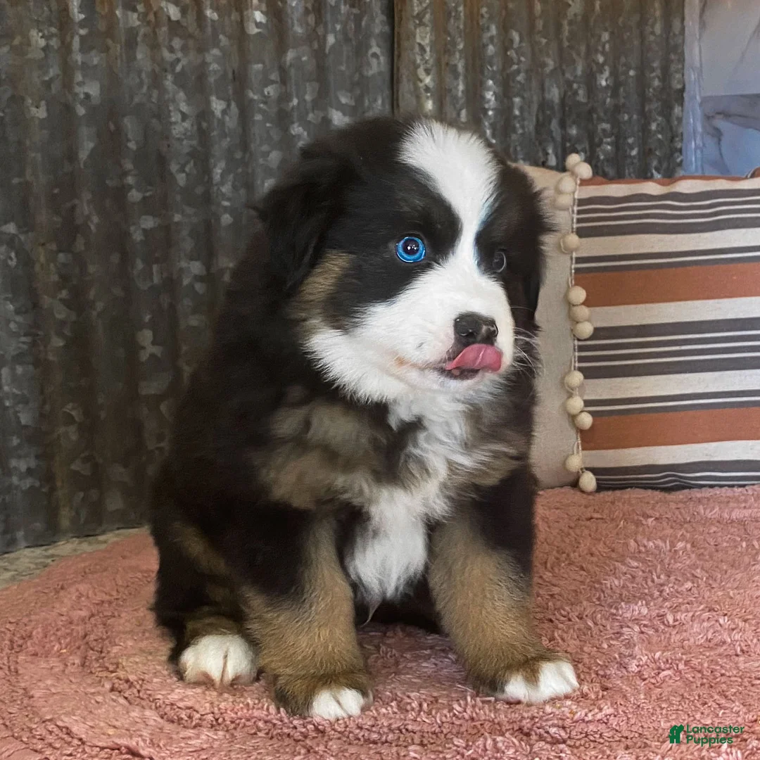 Miniature Australian Shepherd dogs for sale: Crackle Miniature Australian Shepherd Puppy  - Ad 1
