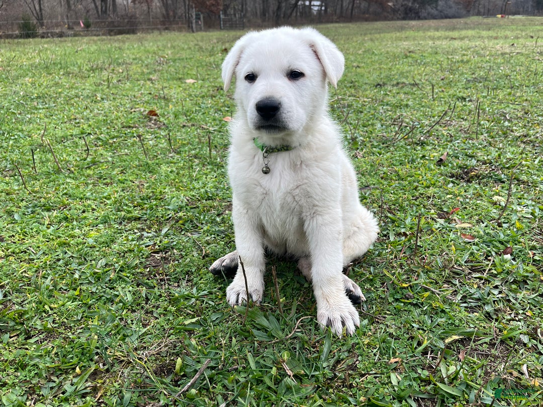 German Shepherd dogs for sale: Duke - Ad 1