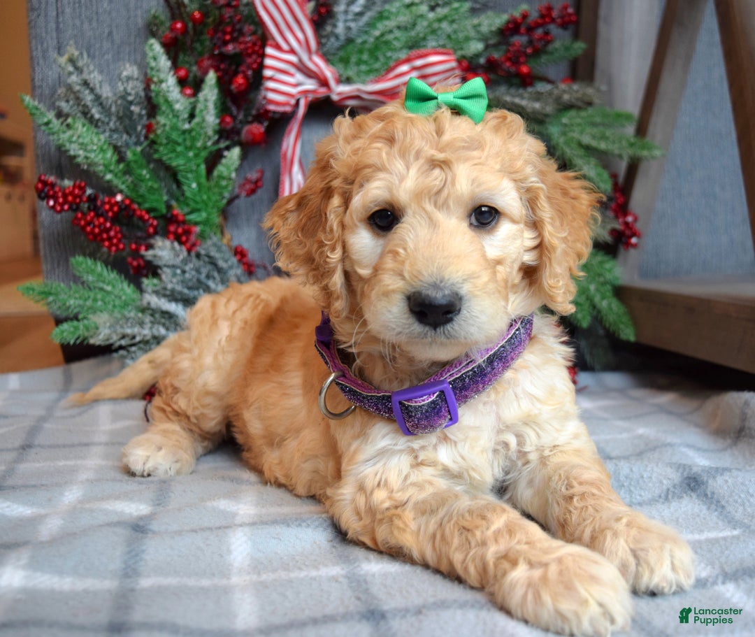 Goldendoodle dogs for sale: Penny - Ad 2