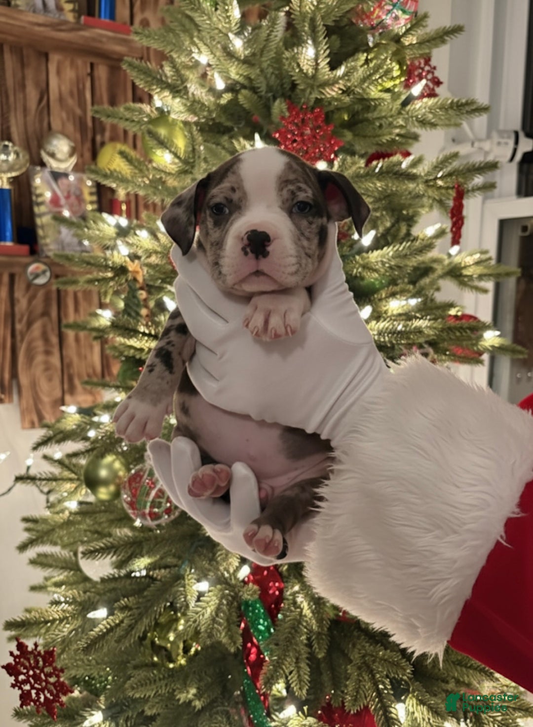 American Bully dogs for sale: Urban - Ad 25