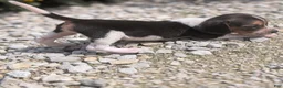 Beagle dogs for sale: Ham - Ad 5