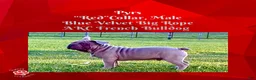 French Bulldog dogs for sale: Pyrs “Red”Collar, Male - Ad 4