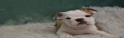 English Bulldog dogs for sale: Winnie  - Ad 3