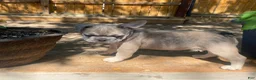 French Bulldog dogs for sale: Frijol - Ad 2