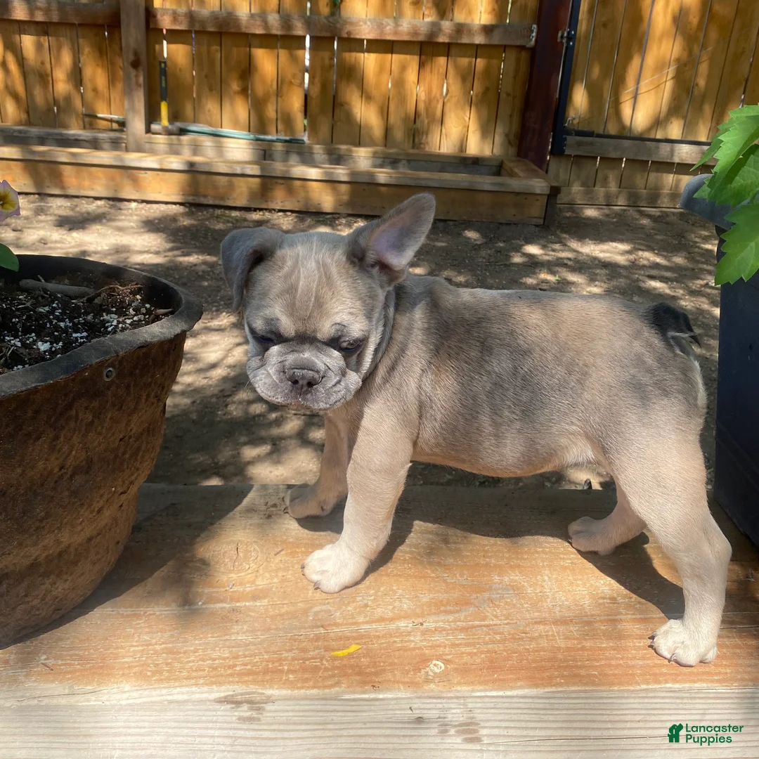 French Bulldog dogs for sale: Frijol - Ad 2