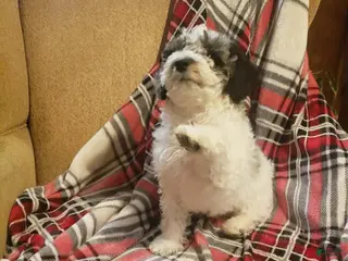 Miniature Poodle dogs for sale: Praesepe - Ad 4