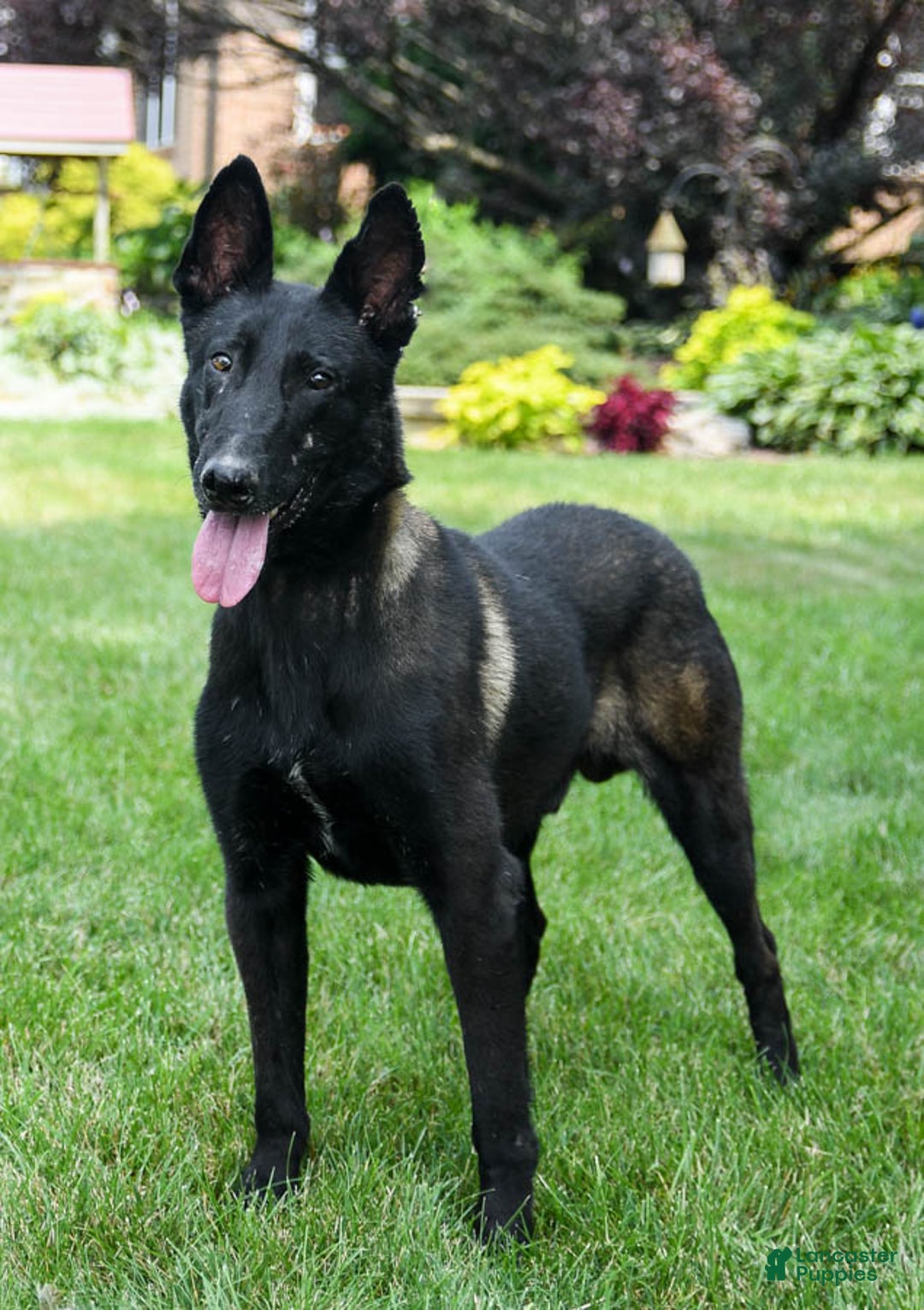 Belgian Malinois dogs for sale: Otis - Ad 6