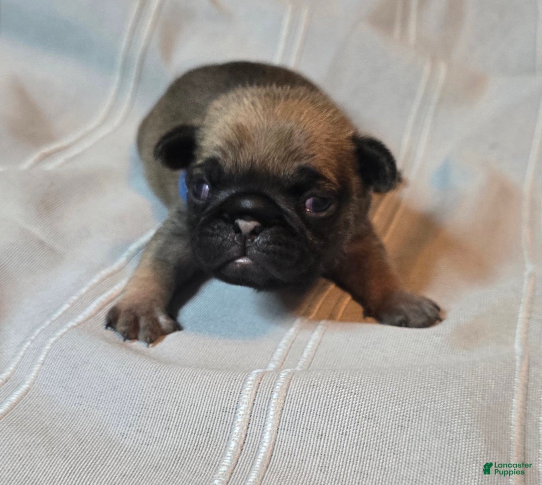 Pug dogs for sale: Freddie - Ad 4