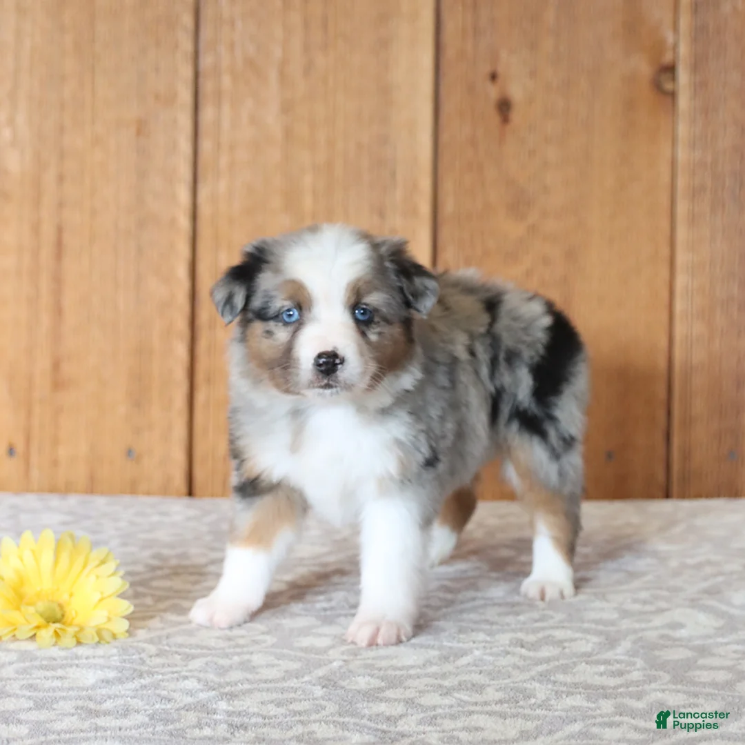 Miniature Australian Shepherd dogs for sale: Daphne - Ad 5