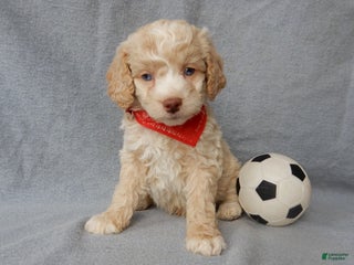 Cockapoo dogs Jase - Ad 14