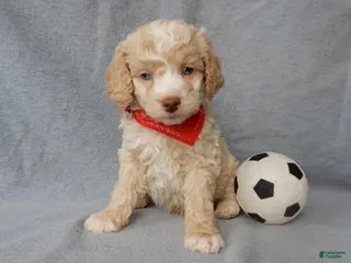 Cockapoo dogs Jase - Ad 21