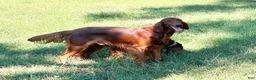 Irish Setter dogs for sale: Irish Setter 2 - Ad 7