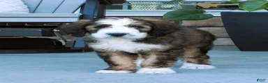 Sammy