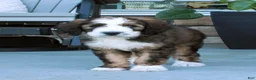 Bernedoodle dogs for sale: Sammy - Ad 1