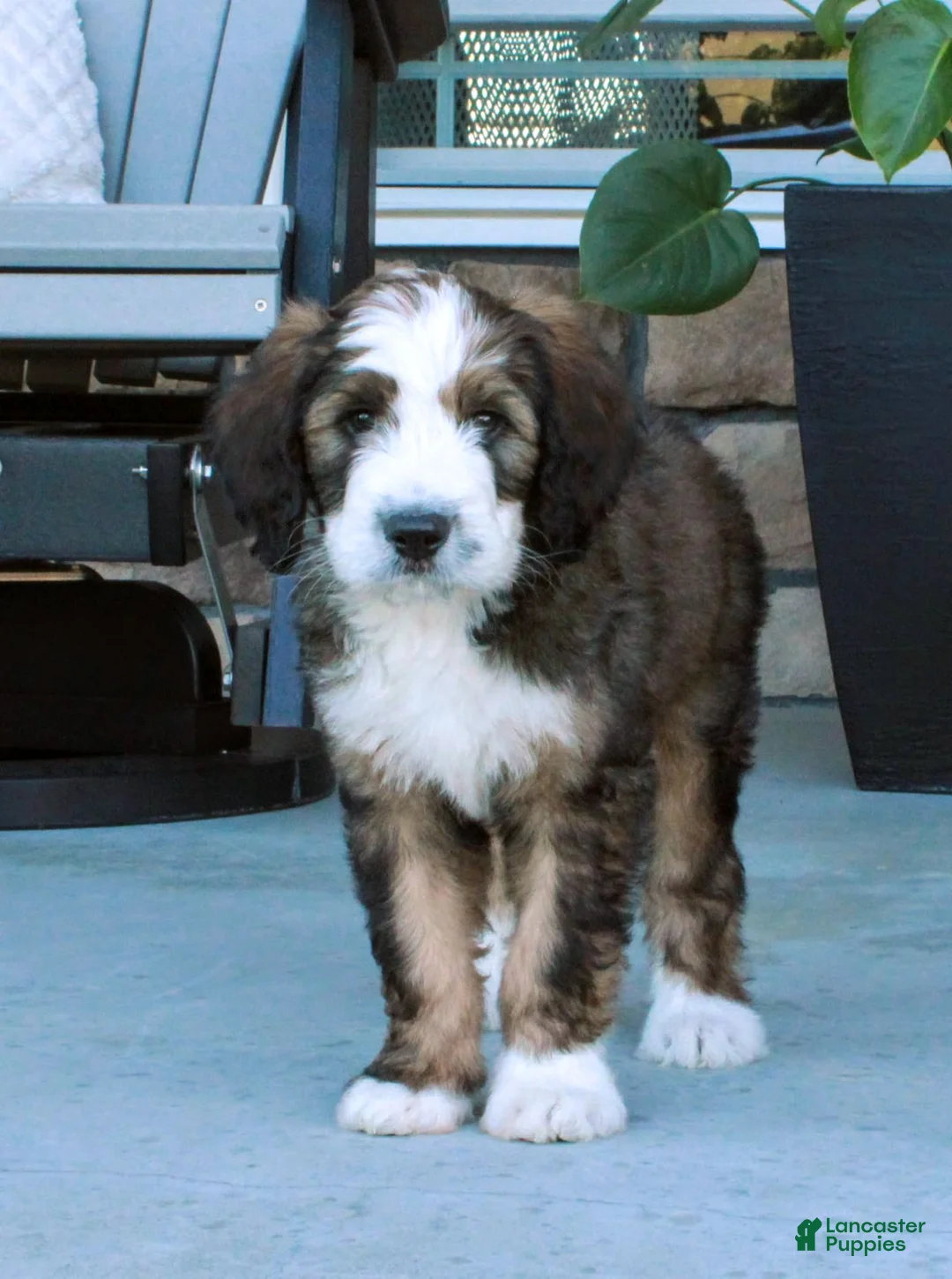 Bernedoodle dogs for sale: Sammy - Ad 1