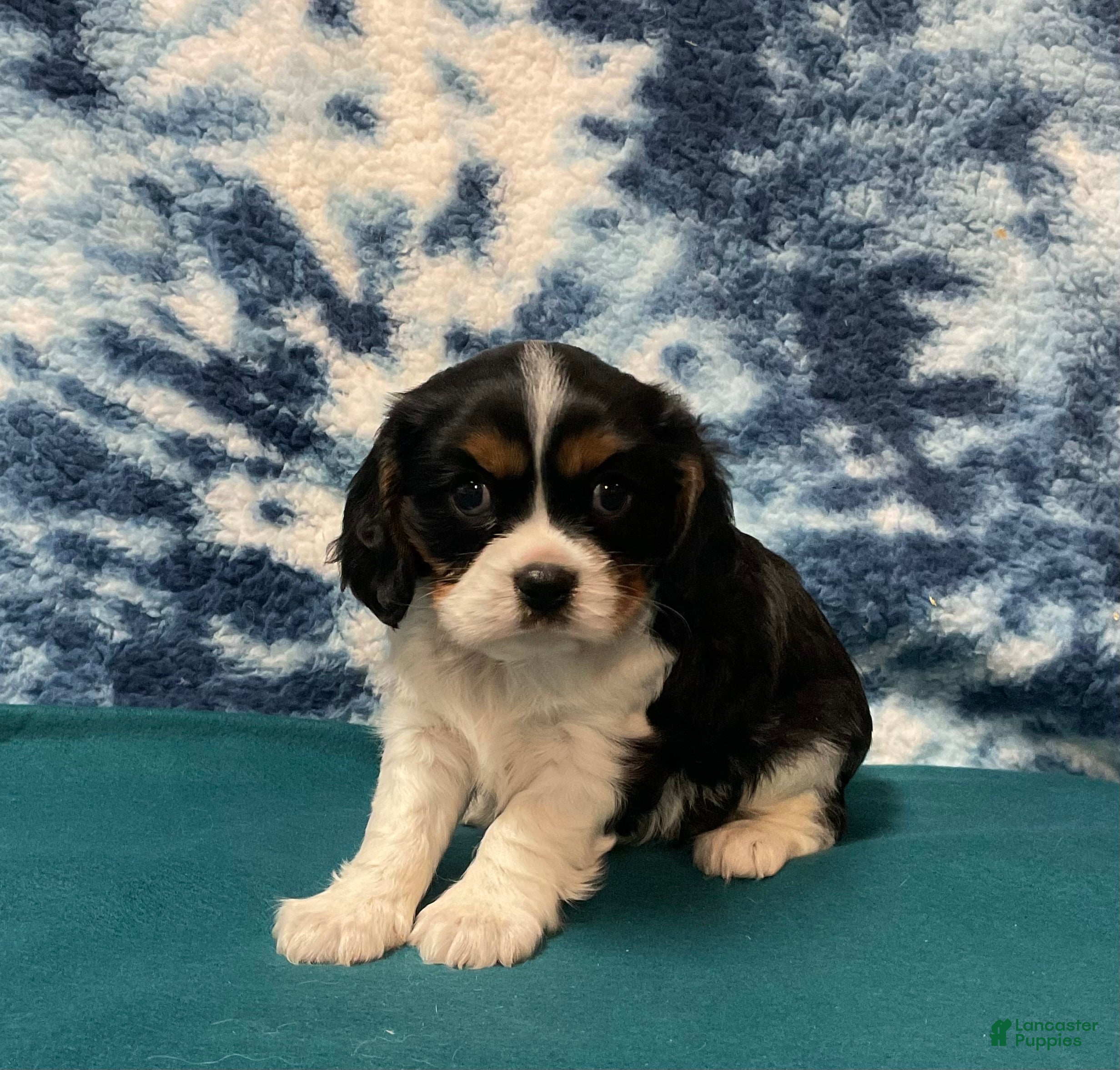 Cavalier King Charles Spaniel dogs Cavalier King Charles Spaniel Puppy 3 - Ad 1