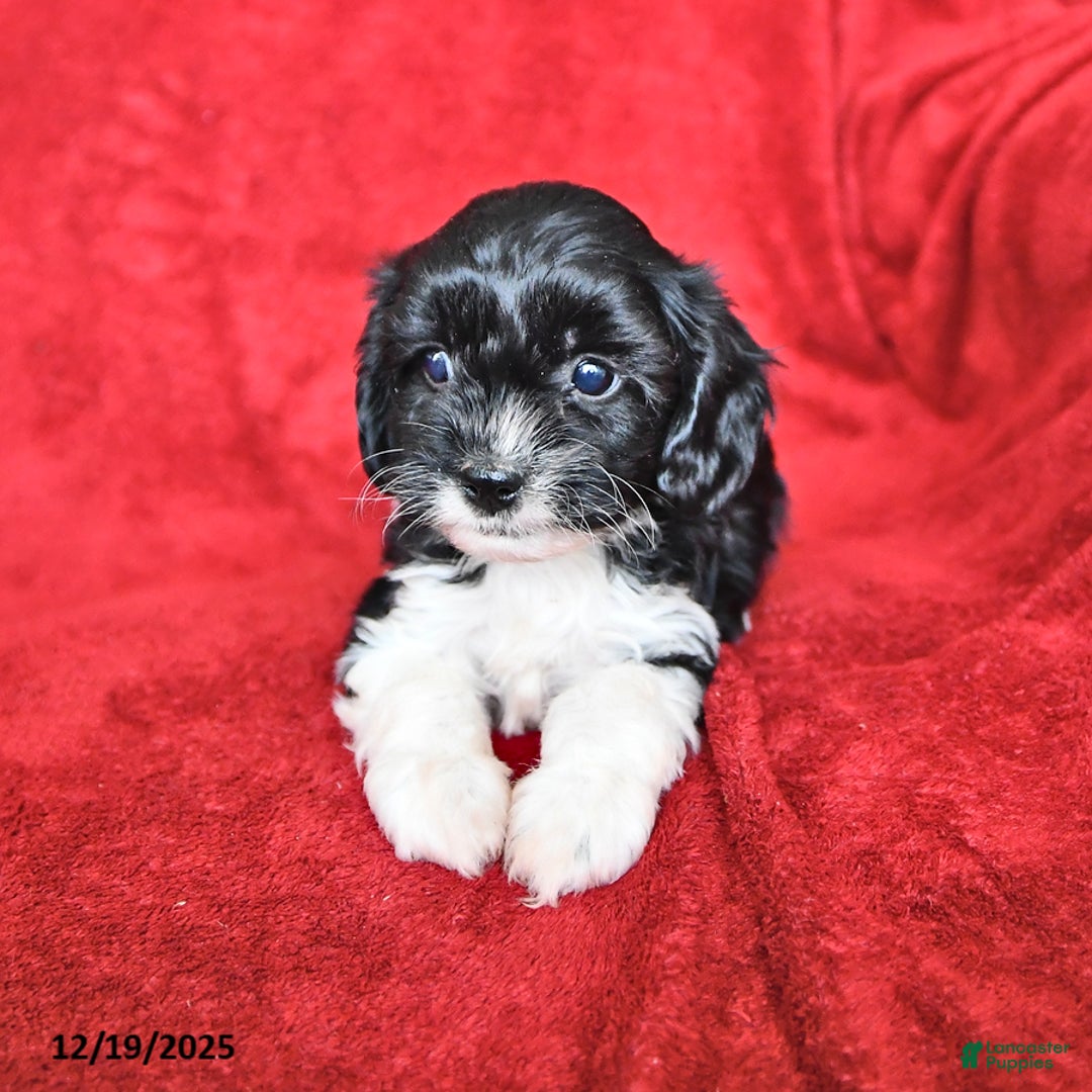 Cavapoo dogs for sale: Alexia - Ad 2