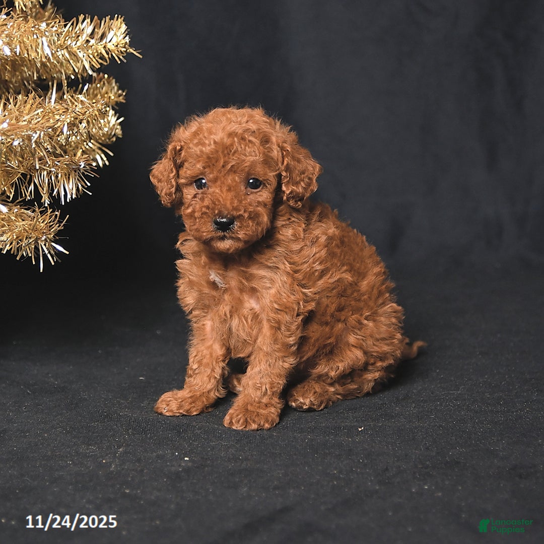 Toy Poodle dogs for sale: Tiny Benji - Ad 3
