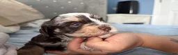 Miniature Schnauzer dogs for sale: Woody - Ad 3