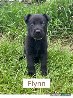German Shepherd dogs for sale: German Shepherd (Flynn) - Ad 2
