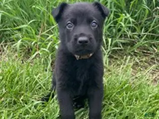 German Shepherd dogs for sale: German Shepherd (Flynn) - Ad 2