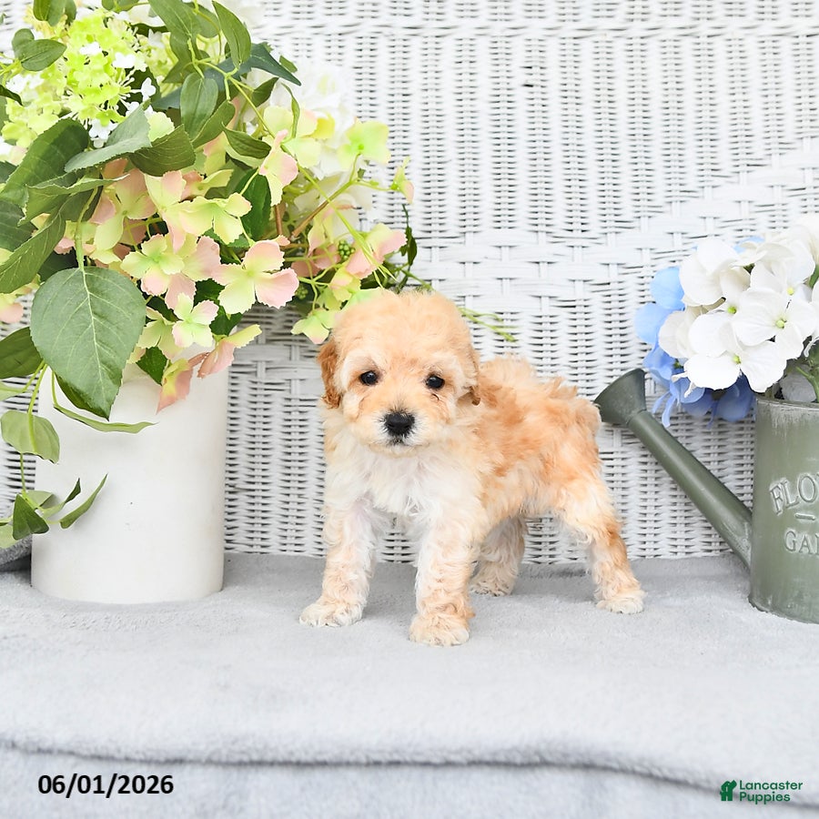 Mini Aussiedoodle dogs for sale: Buddy - Ad 3