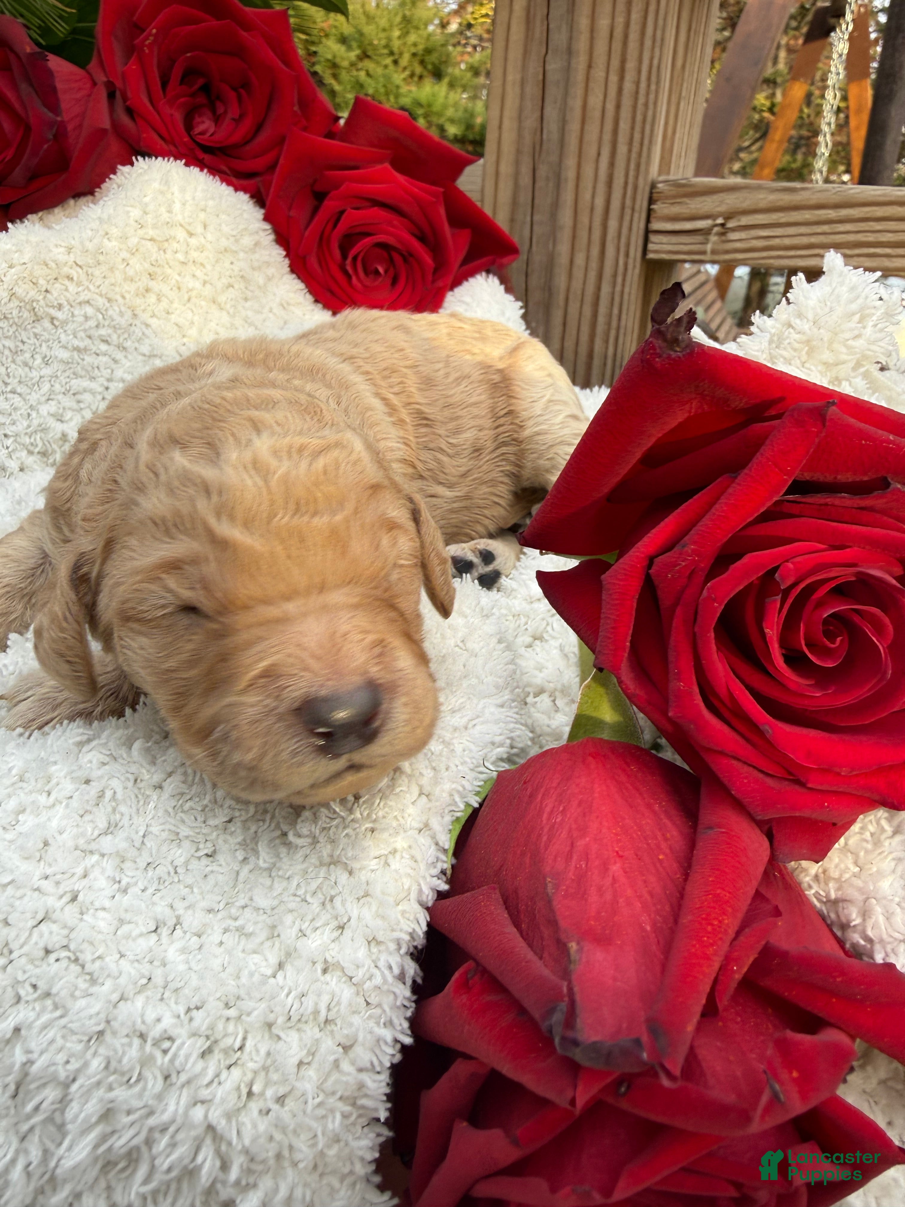 Goldendoodle dogs Cloud  - Ad 34