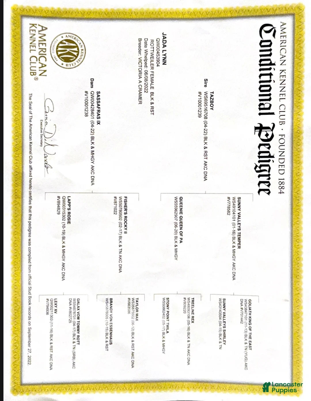 Rottweiler dogs for sale: Thor - Ad 8