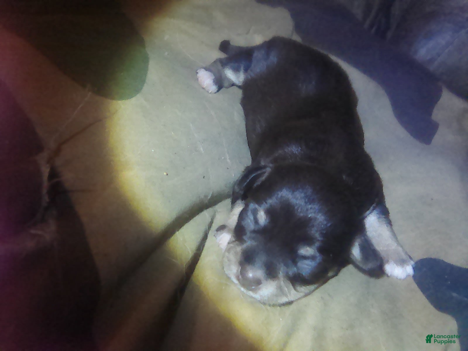 Chorkie dogs Chorkie 3 - Ad 9