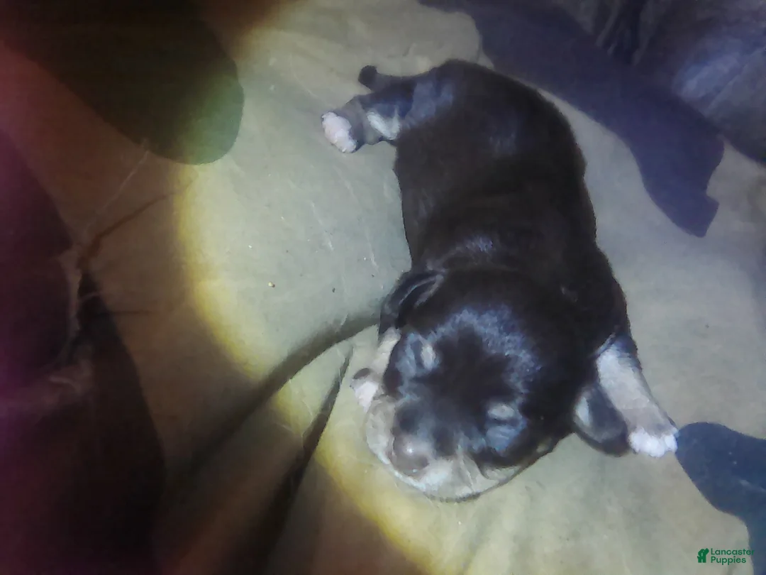 Chorkie dogs for sale: Chorkie 3 - Ad 1