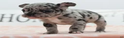Mixed Breed dogs for sale: Ruby merle - Ad 20