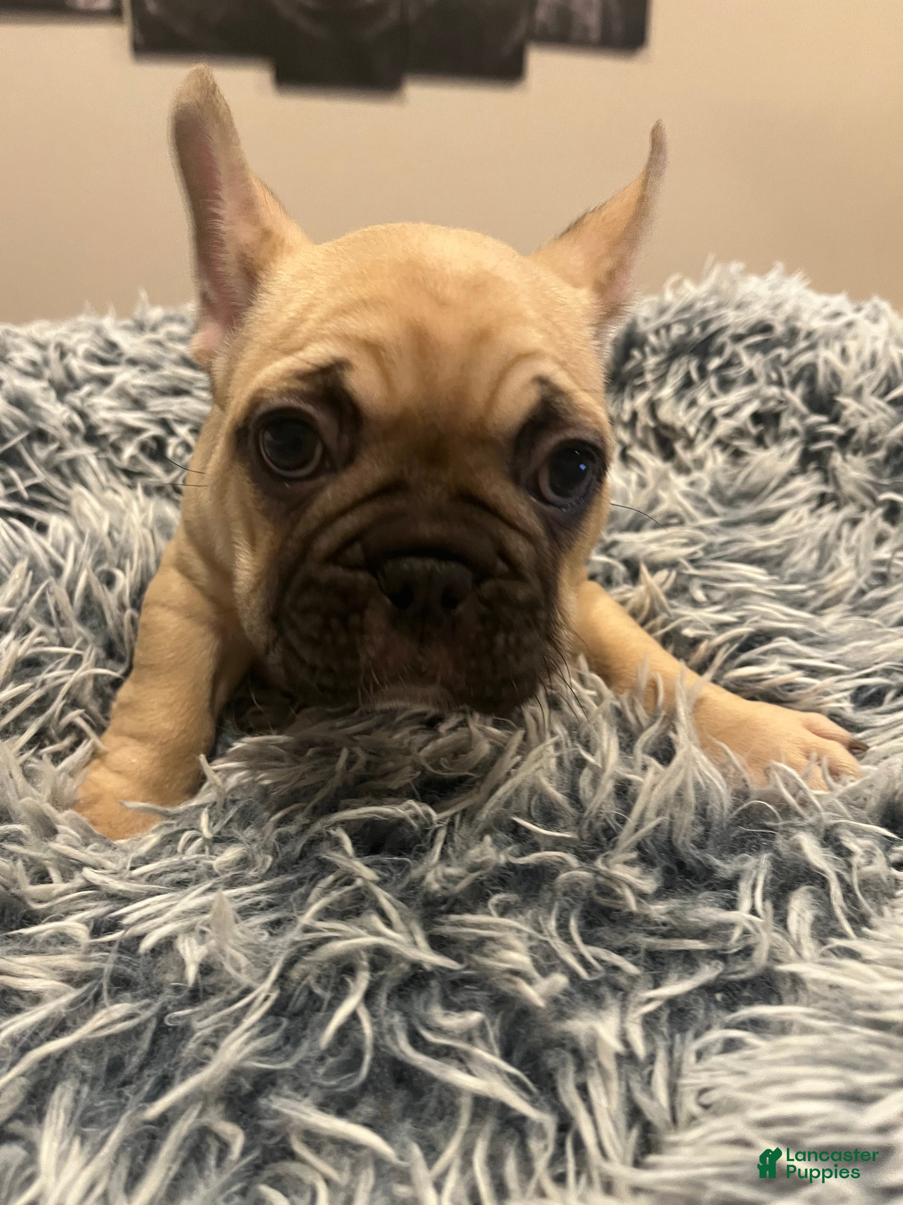 French Bulldog dogs French bulldog 3 - Ad 1