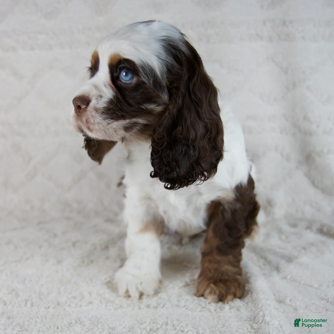 Cocker Spaniel dogs for sale: Hershey - Ad 2