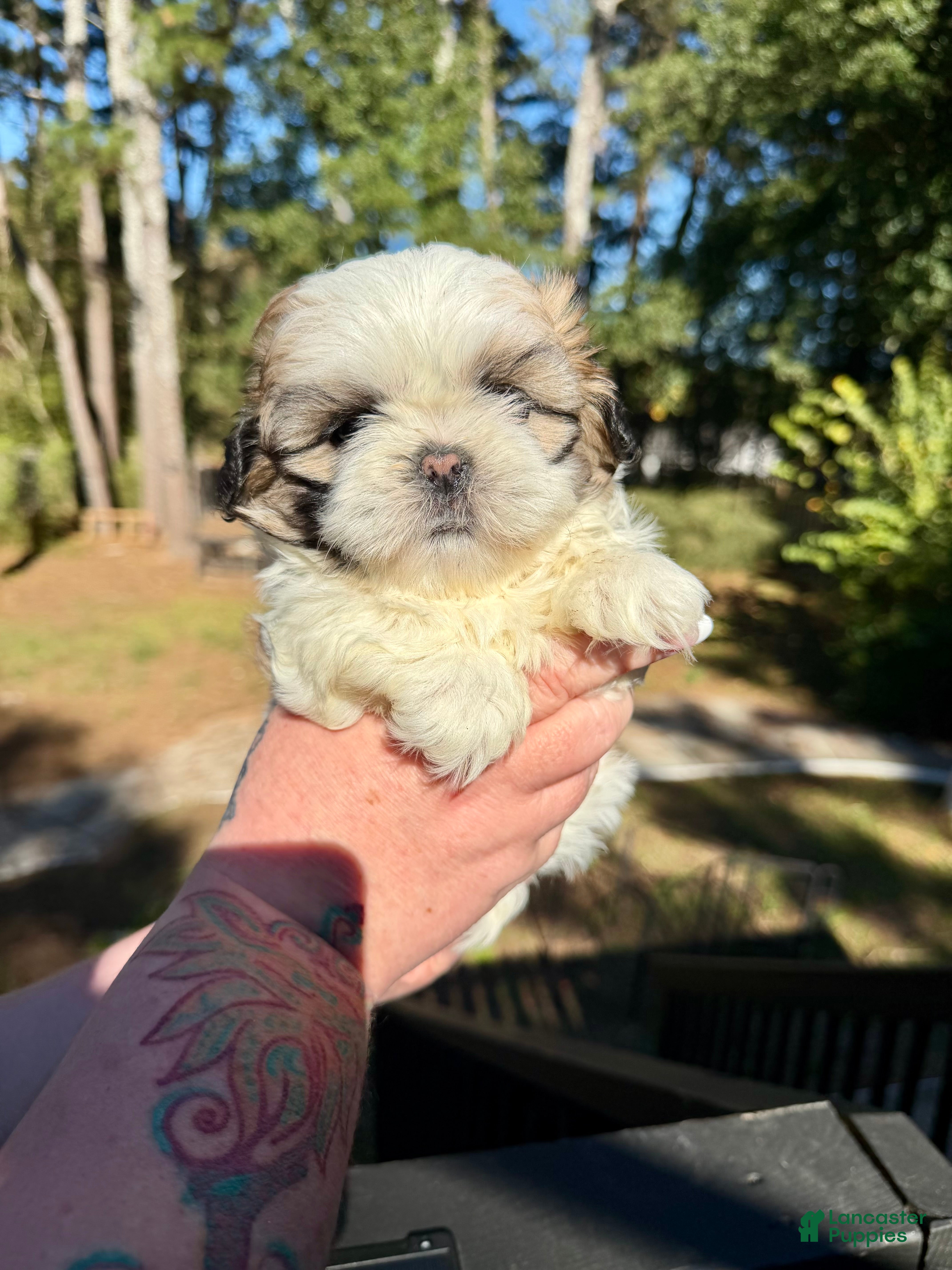 Shih Tzu dogs Sir Bentley - Ad 2