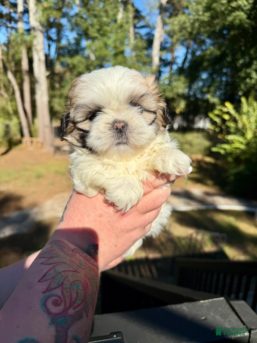 Shih Tzu dogs for sale: Sir Bentley - Ad 2
