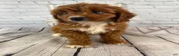Cavapoo dogs for sale: Bentley - Ad 5