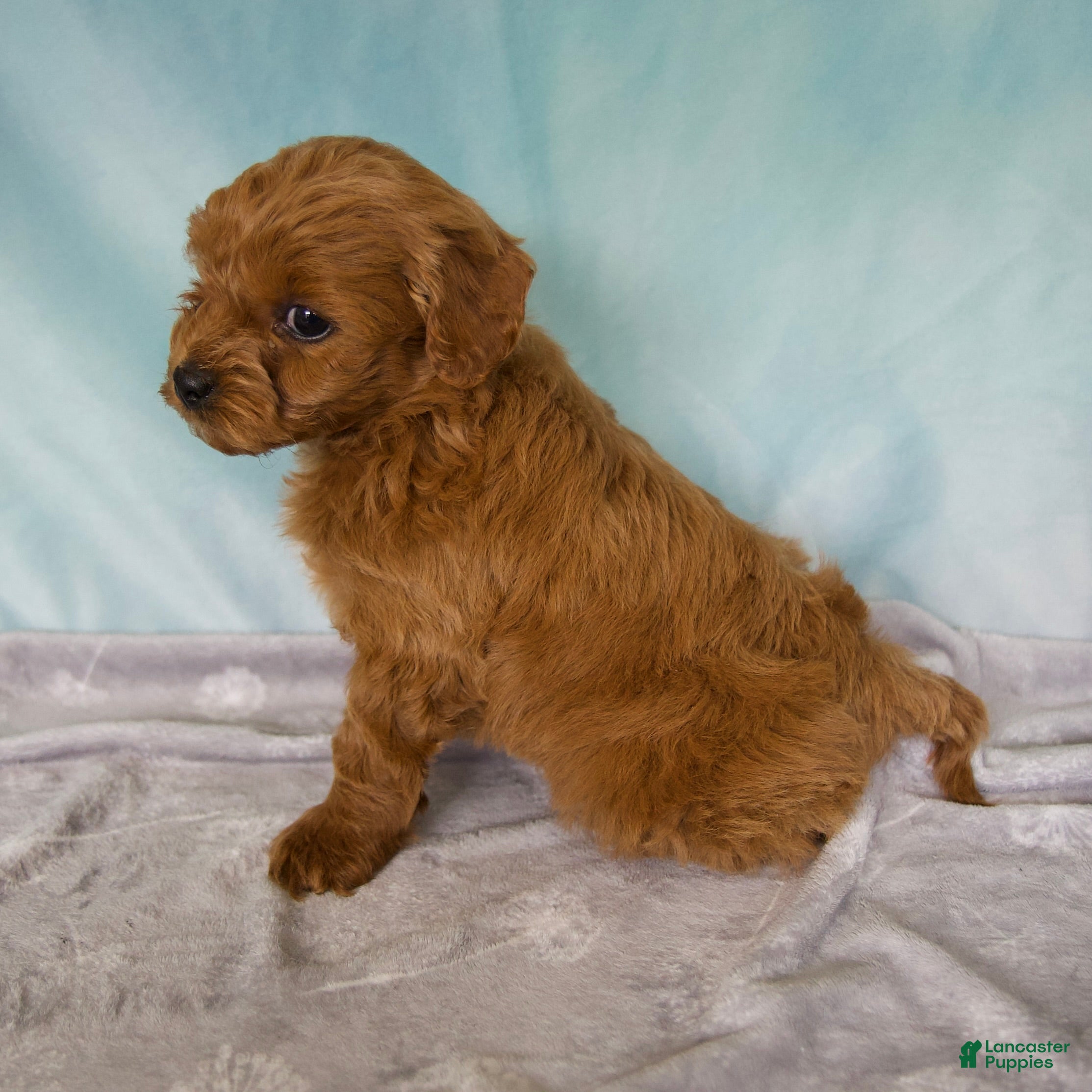 Cavapoo dogs Milo - Ad 2