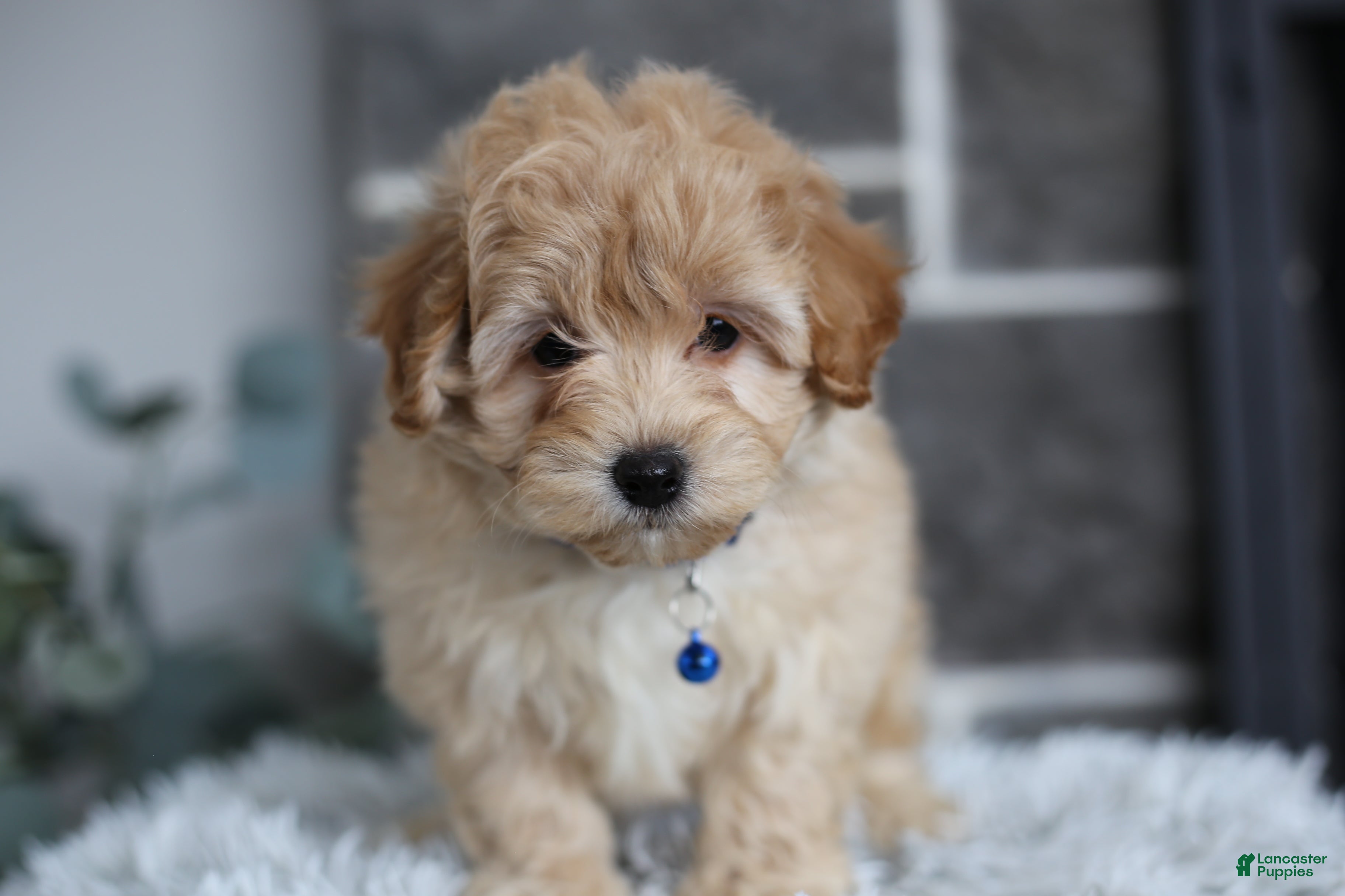 Maltipoo dogs Phoebe  - Ad 4