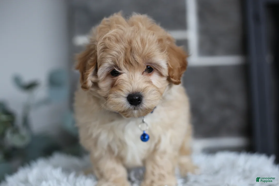 Maltipoo dogs for sale: Phoebe  - Ad 1