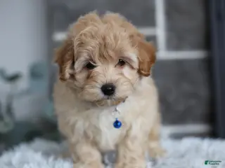 Maltipoo dogs Phoebe - Ad 5