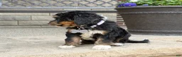 Bernedoodle dogs for sale: Stunning Bernedoodle - 3yr Warranty - Family Socialized - Tri  - Ad 4